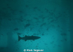 Barracuda and his flock- many nice size Barracudas under ... by Mark Sagovac 